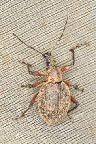 Otiorhynchus sp.