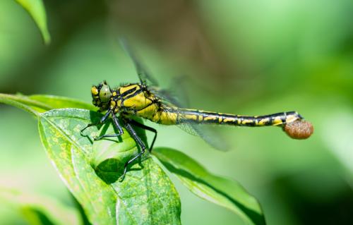Réf. 324 100 : Gomphus vulgatissimus