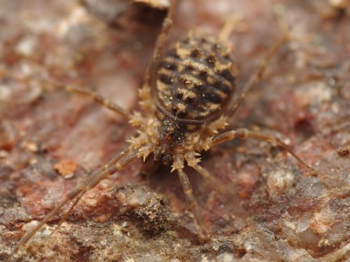 Réf. 324 722 : Homalenotus remyi
