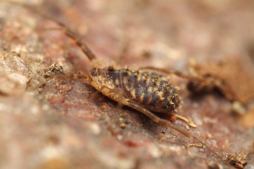 Réf. 324 721 : Homalenotus remyi