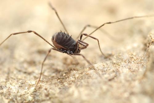 Nemastomella dubia