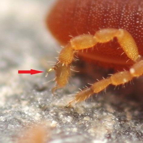 Réf. 324 343 : Parasiro coiffaiti
