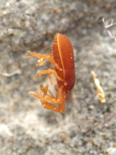 Réf. 324 267 : Parasiro coiffaiti