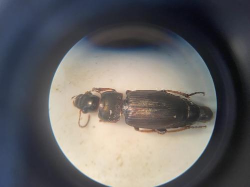 Réf. 324 968 : Harpalus sp.