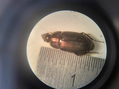 Amara eurynota