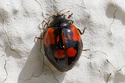 Réf. 324 077 : Adalia bipunctata