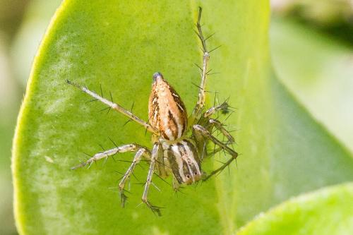 Oxyopes (lineatus-nigripalpis)