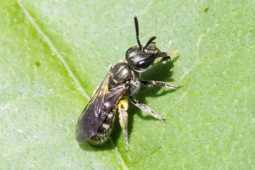 Réf. 324 509 : Lasioglossum sp.