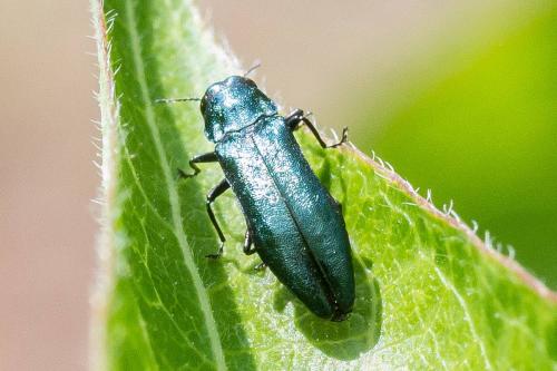 Réf. 324 601 : Agrilus cyanescens