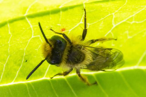 Réf. 324 741 : Andrena sp.