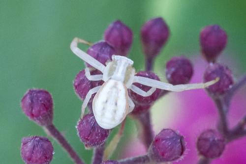 Runcinia grammica