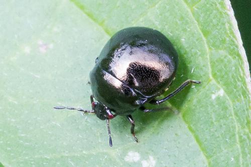 Coptosoma scutellatum