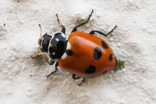 Hippodamia variegata