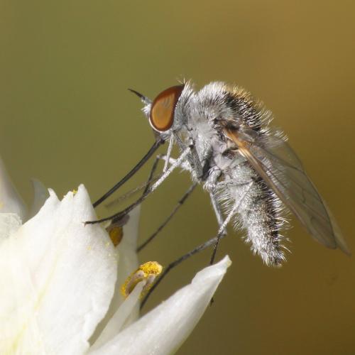 Réf. 324 333 : Geron gibbosus