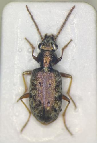 Réf. 324 157 : Asaphidion rossii