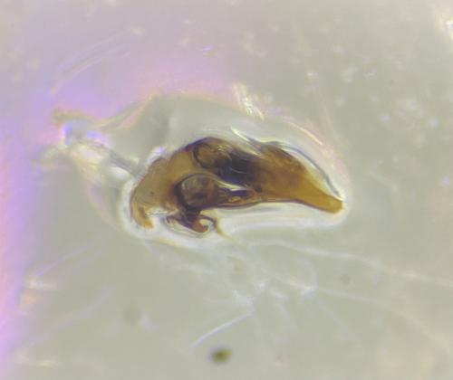 Réf. 324 158 : Asaphidion rossii