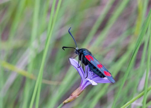 Zygaena filipendulae