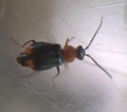Malachiinae
