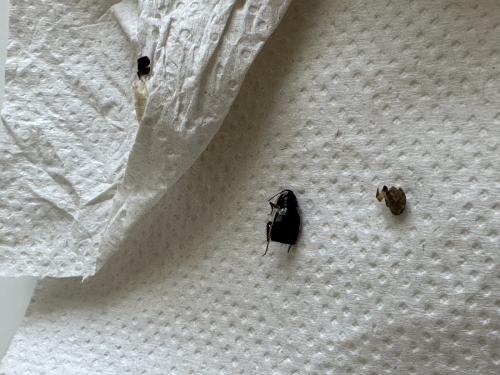 Réf. 324 631 : Loboptera decipiens