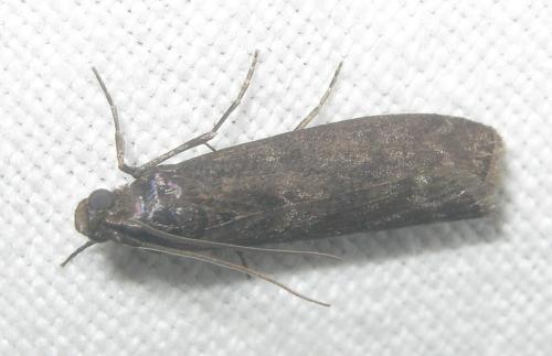 Réf. 324 644 : Pyla fusca