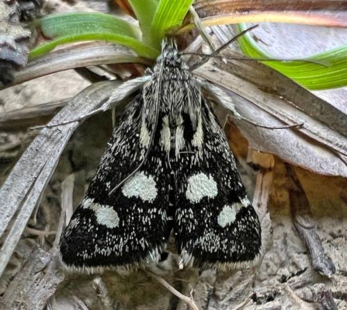 Réf. 324 967 : Eurrhypis pollinalis