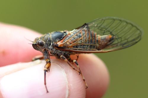 Réf. 324 433 : Cicadetta sp.