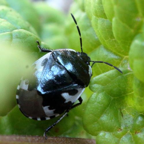 Réf. 324 455 : Tritomegas bicolor