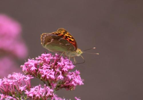 Réf. 324 103 : Argynnis pandora