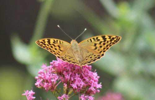 Argynnis pandora