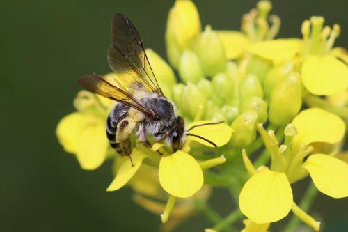 Andrena vetula