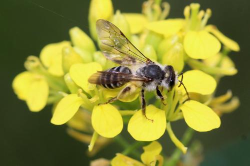 Andrena vetula