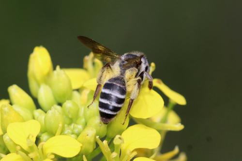Andrena vetula