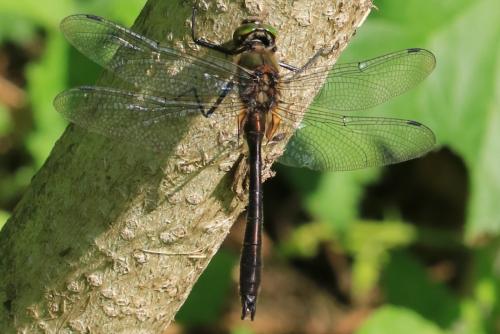Réf. 324 658 : Cordulia aenea