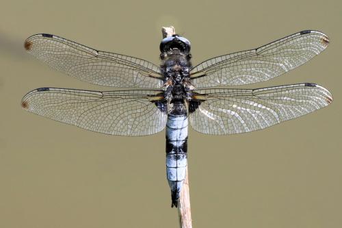 Libellula fulva