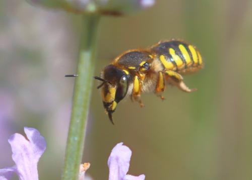Réf. 324 593 : Anthidium manicatum