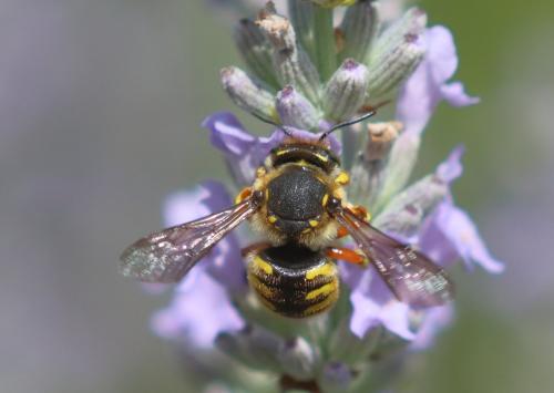 Réf. 324 594 : Anthidium manicatum