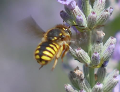 Réf. 324 597 : Anthidium manicatum