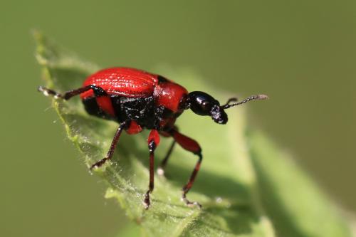Réf. 324 859 : Apoderus coryli