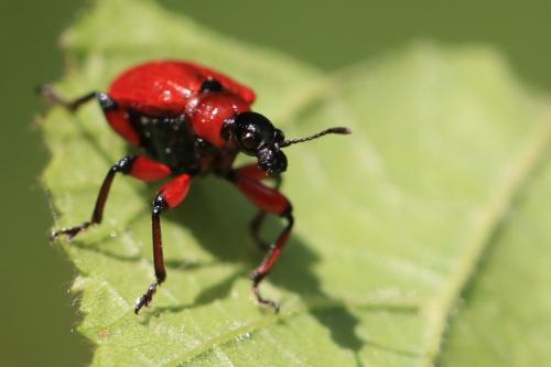 Réf. 324 860 : Apoderus coryli