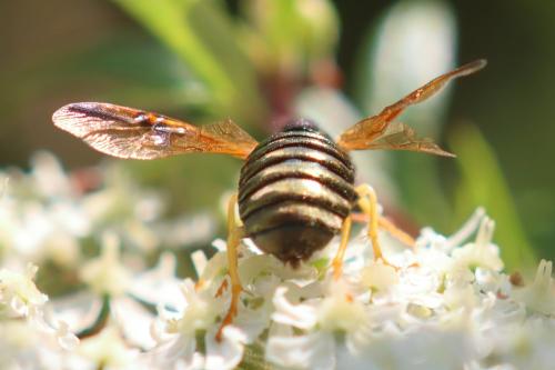 Abia nitens