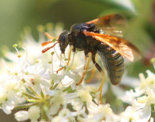 Abia nitens