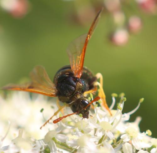 Abia nitens