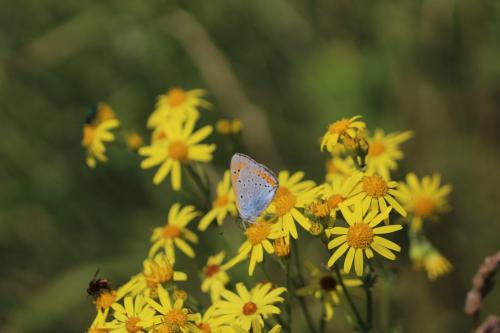 Lycaena dispar
