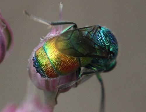 Réf. 324 810 : Chrysis marginata