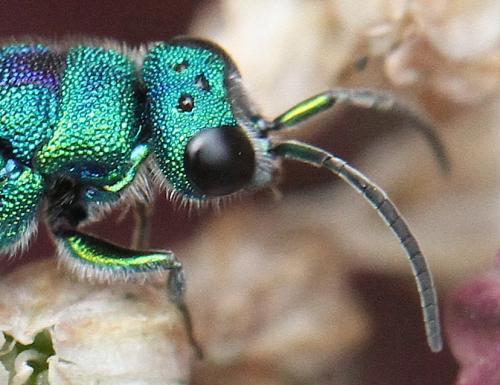 Réf. 324 811 : Chrysis marginata