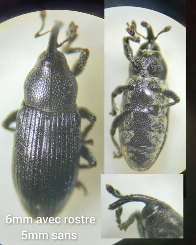 Réf. 324 505 : Limnobaris dolorosa
