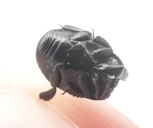 Réf. 324 481 : Margarinotus merdarius