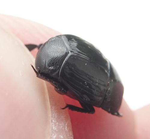 Réf. 324 482 : Margarinotus merdarius