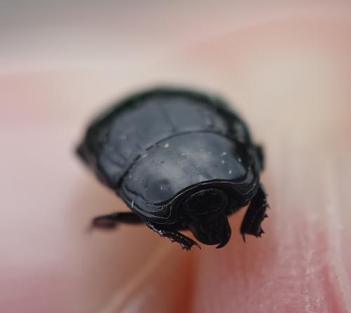 Réf. 324 483 : Margarinotus merdarius