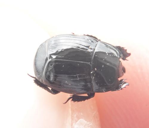 Réf. 324 484 : Margarinotus merdarius